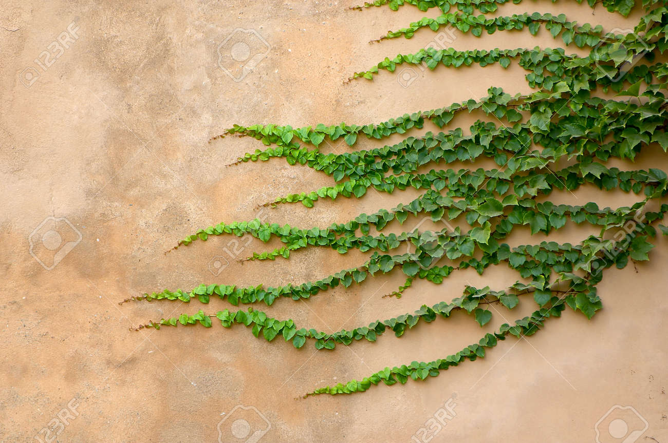 Groene klimop op een muur van zand kleur royalty vrije foto ...