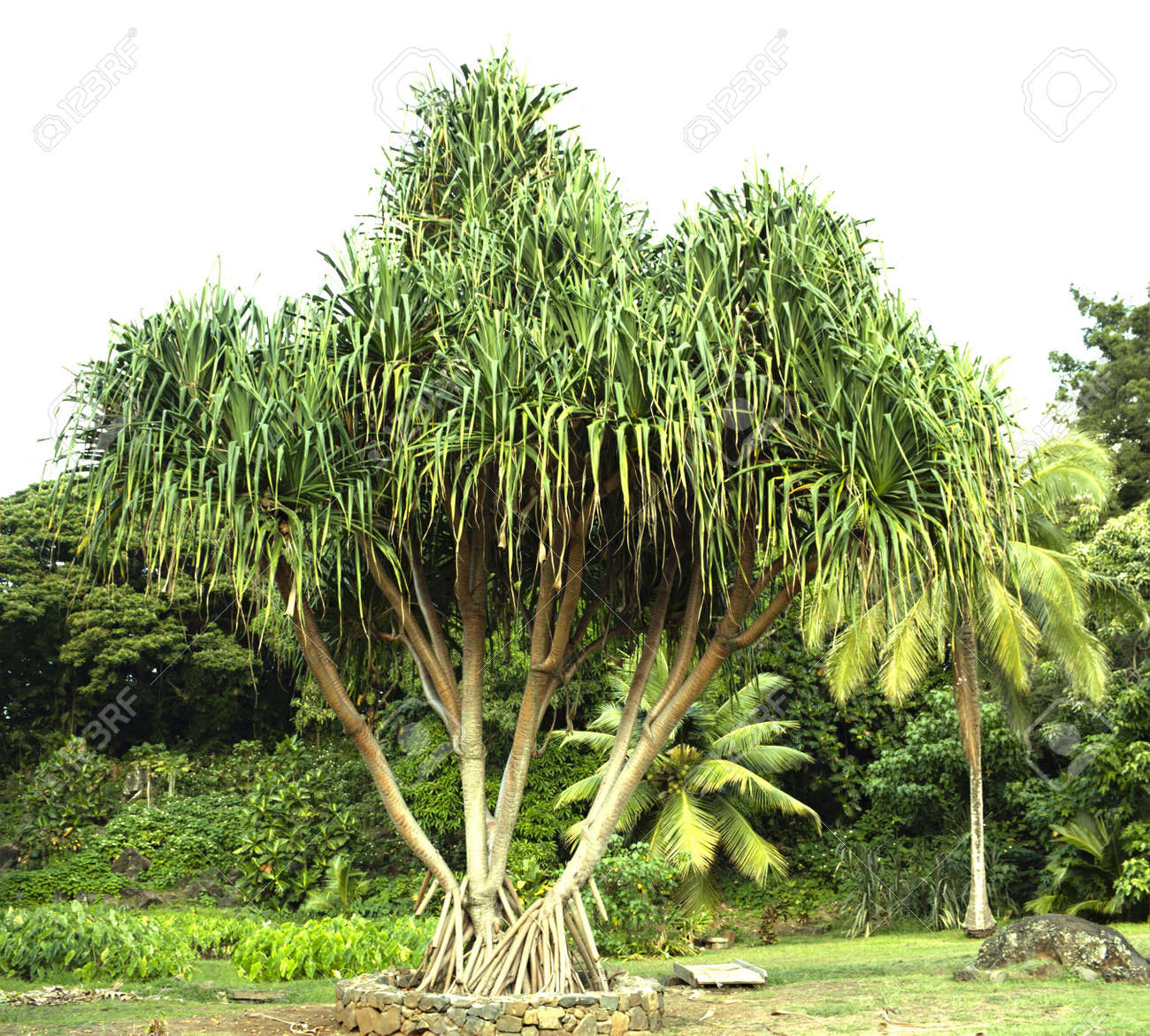 7742827-Hawaiian-hala-tree-with-lauhala-