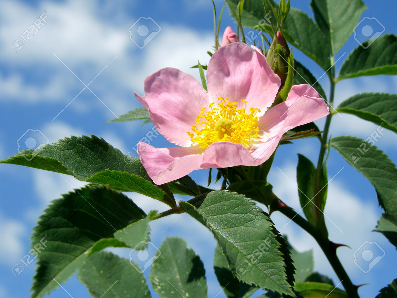 Real Blue Rose Bush