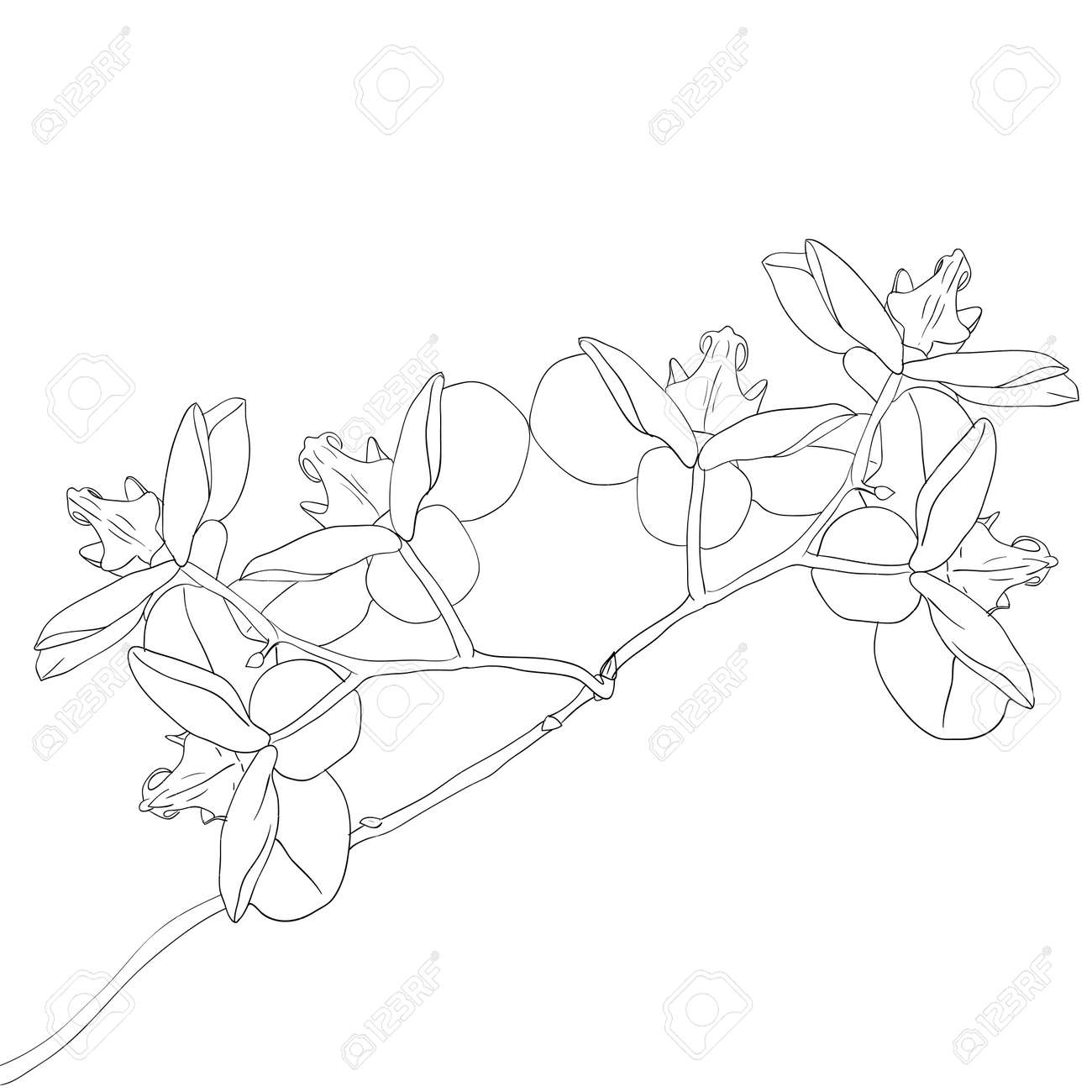 Orchid Clip Art Black And White