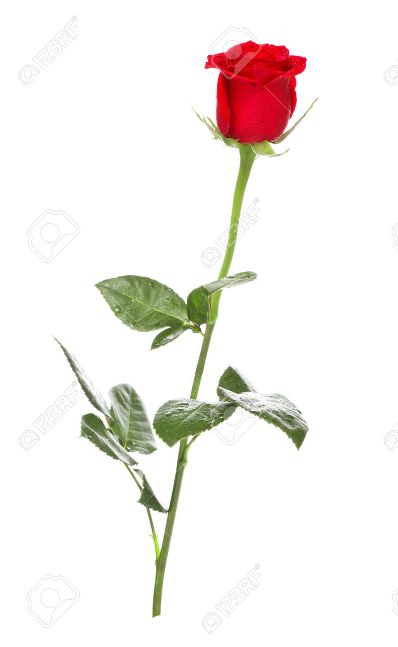 Red Rose With Stem