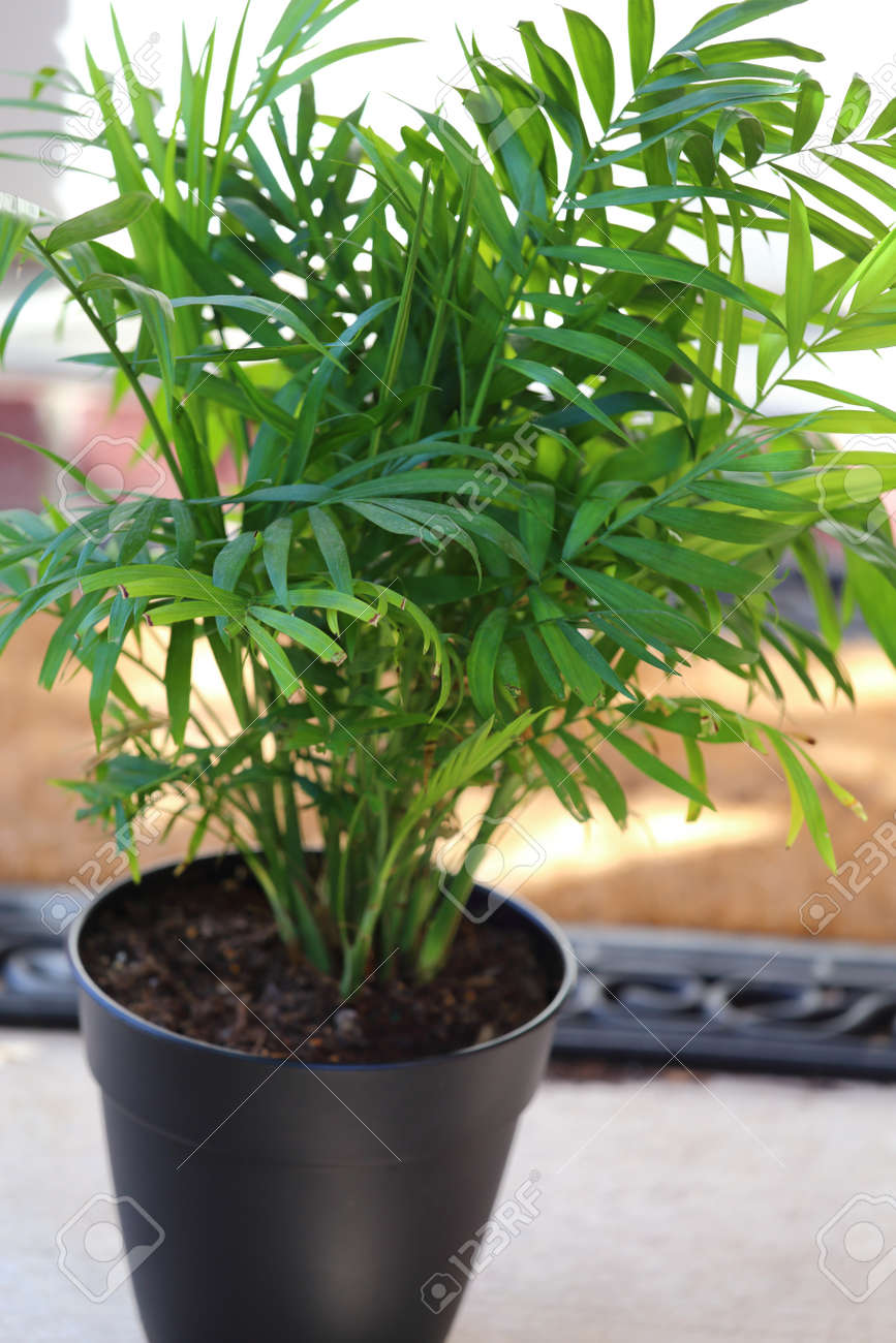 Een ingemaakte kamerplant salon palm, chamaedorea elegans royalty ... Slaapkamer donker meubilair