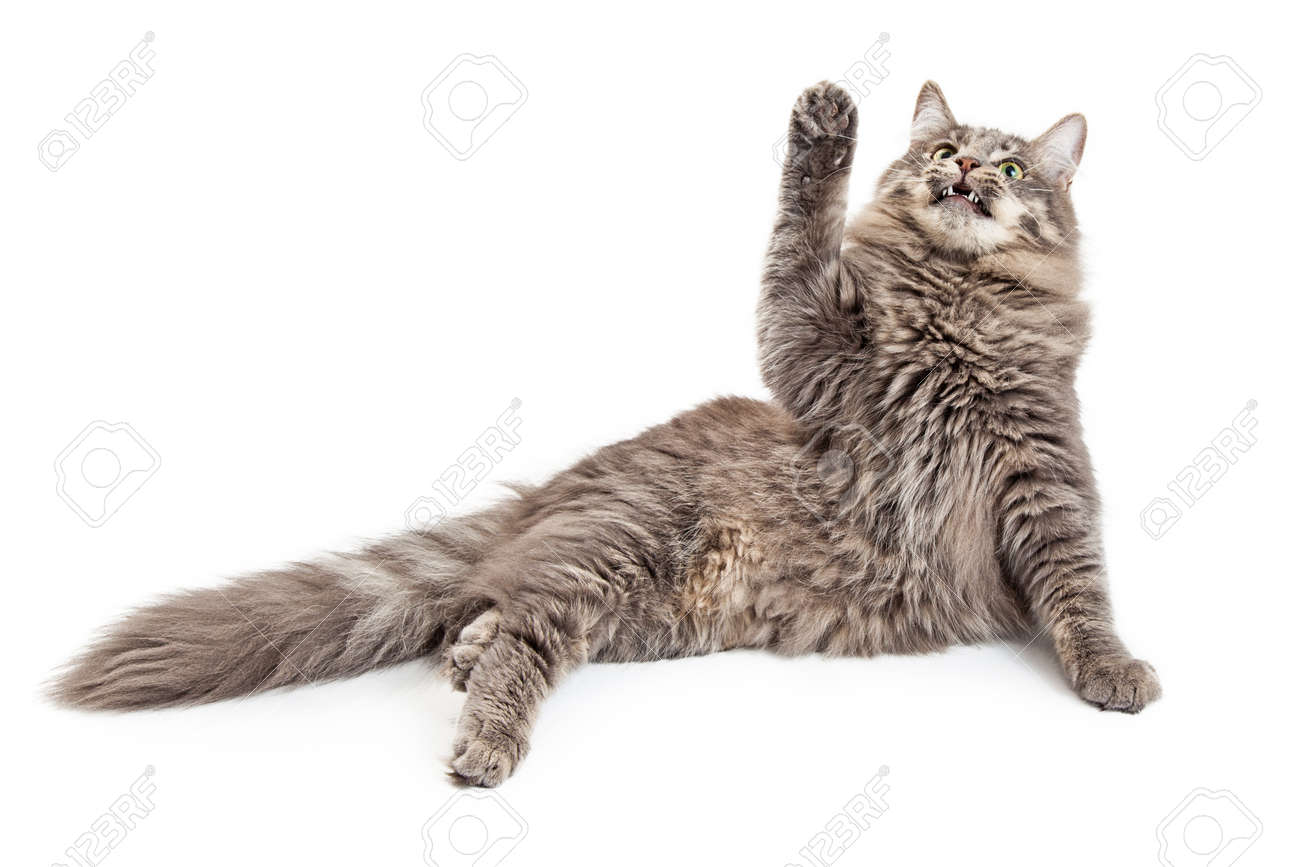 Resultado de imagem para gatos levantar pata