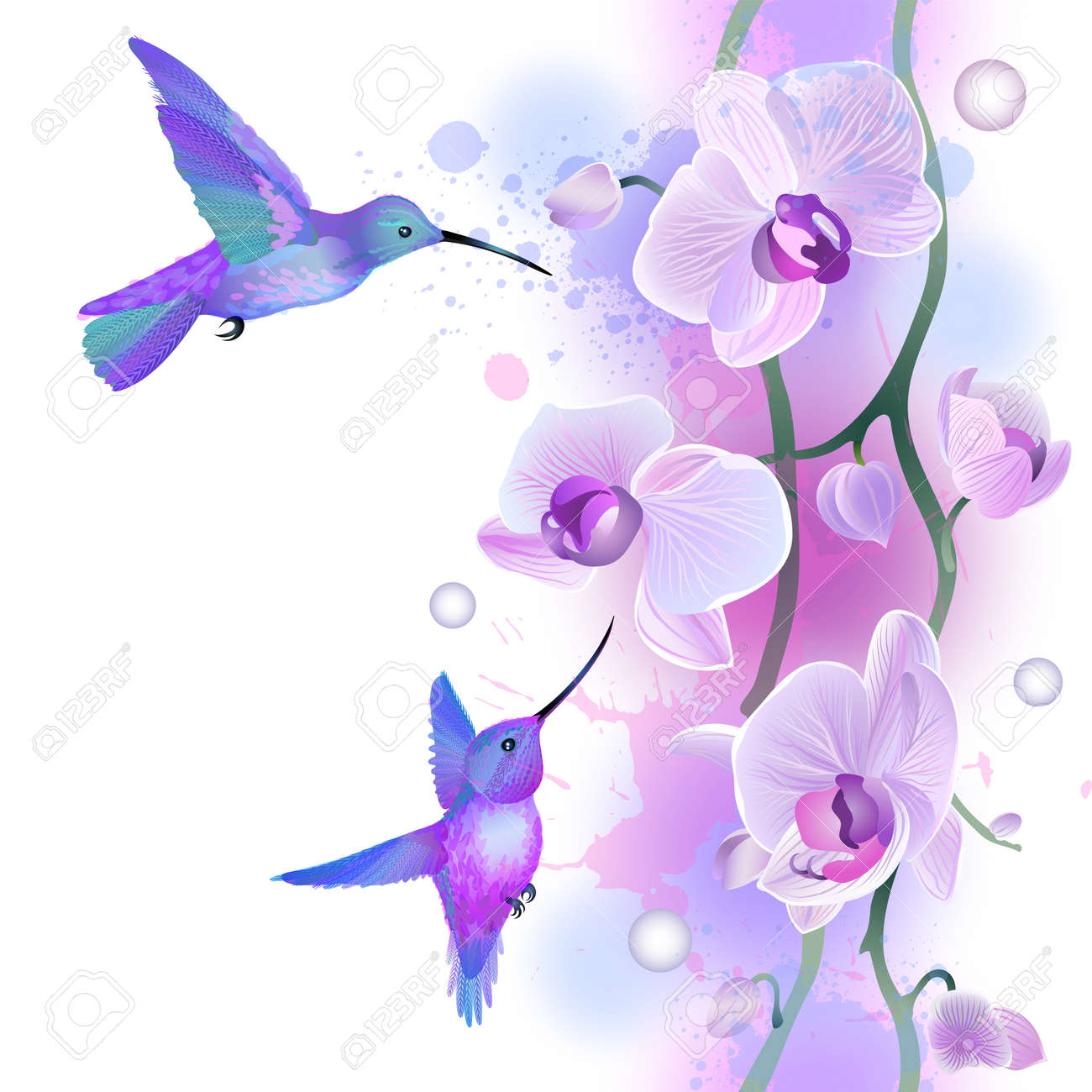 Blue Orchid Vector