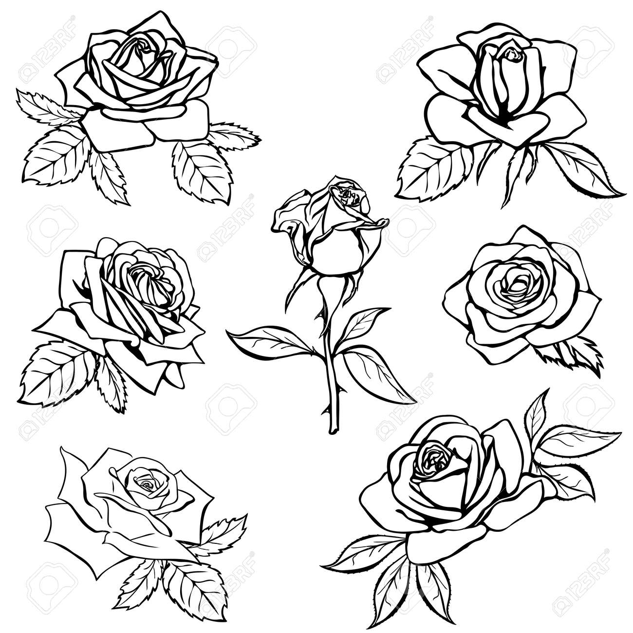 White Rose Outline White Rose Outline
