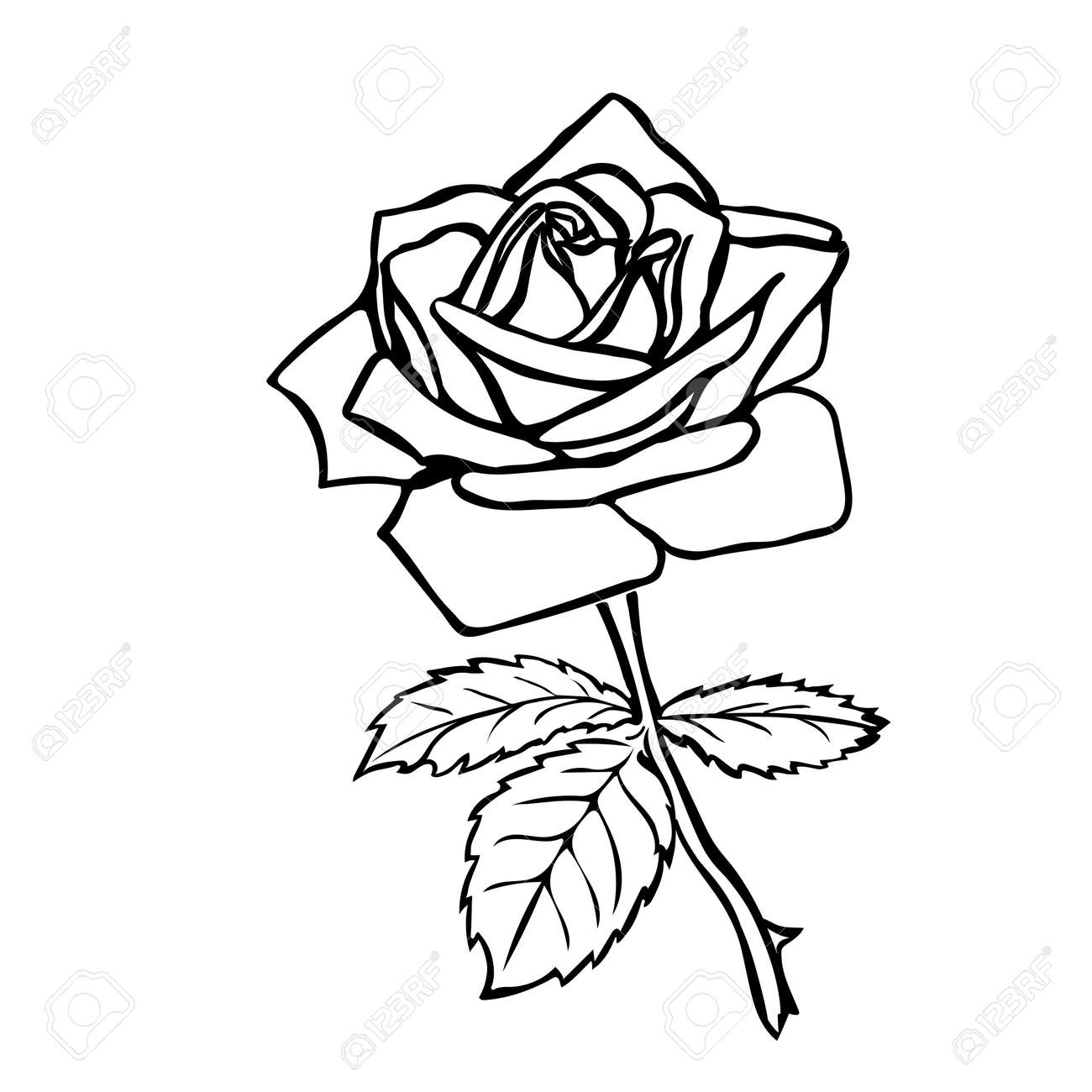 Rose Black And White Outline