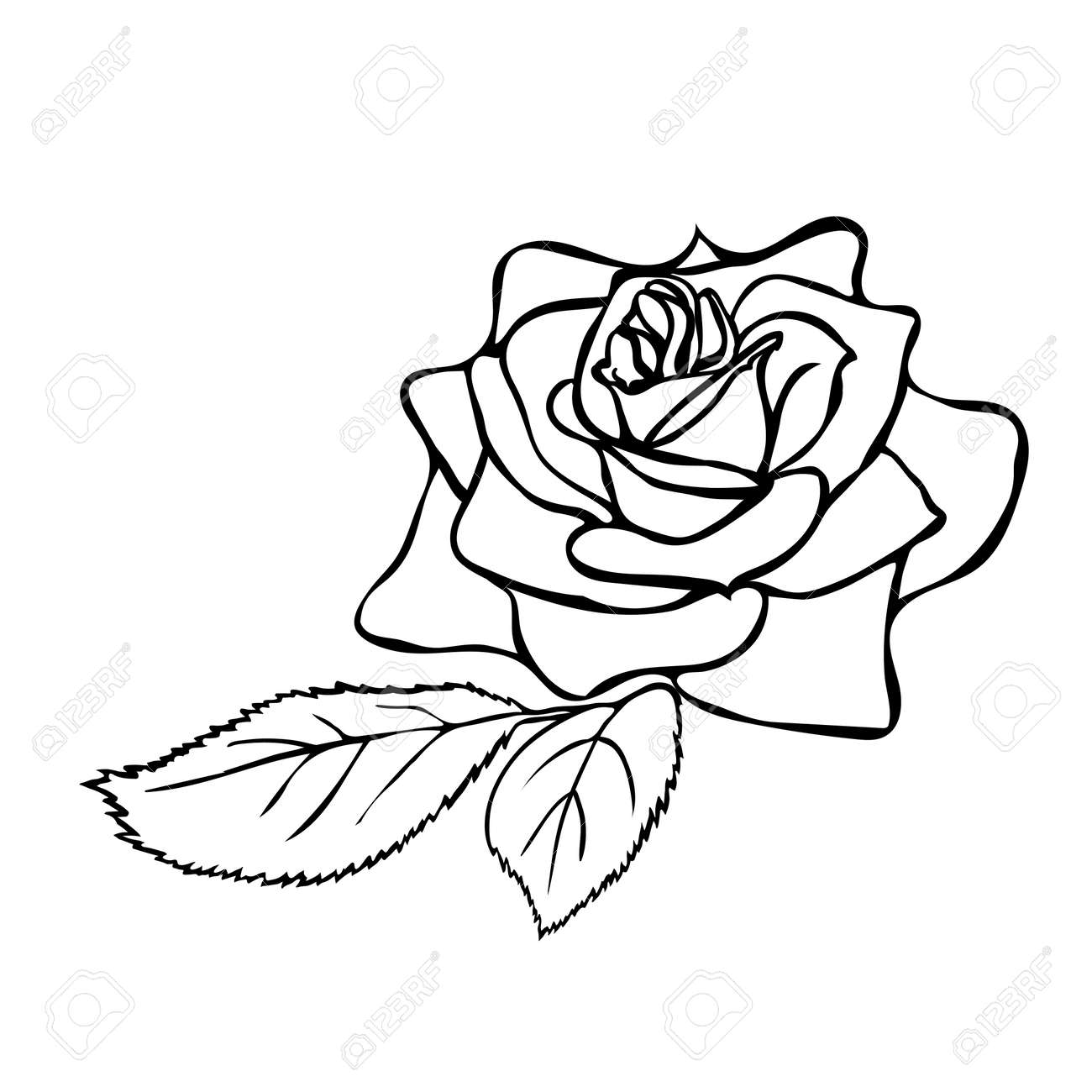 Rose Black And White Outline