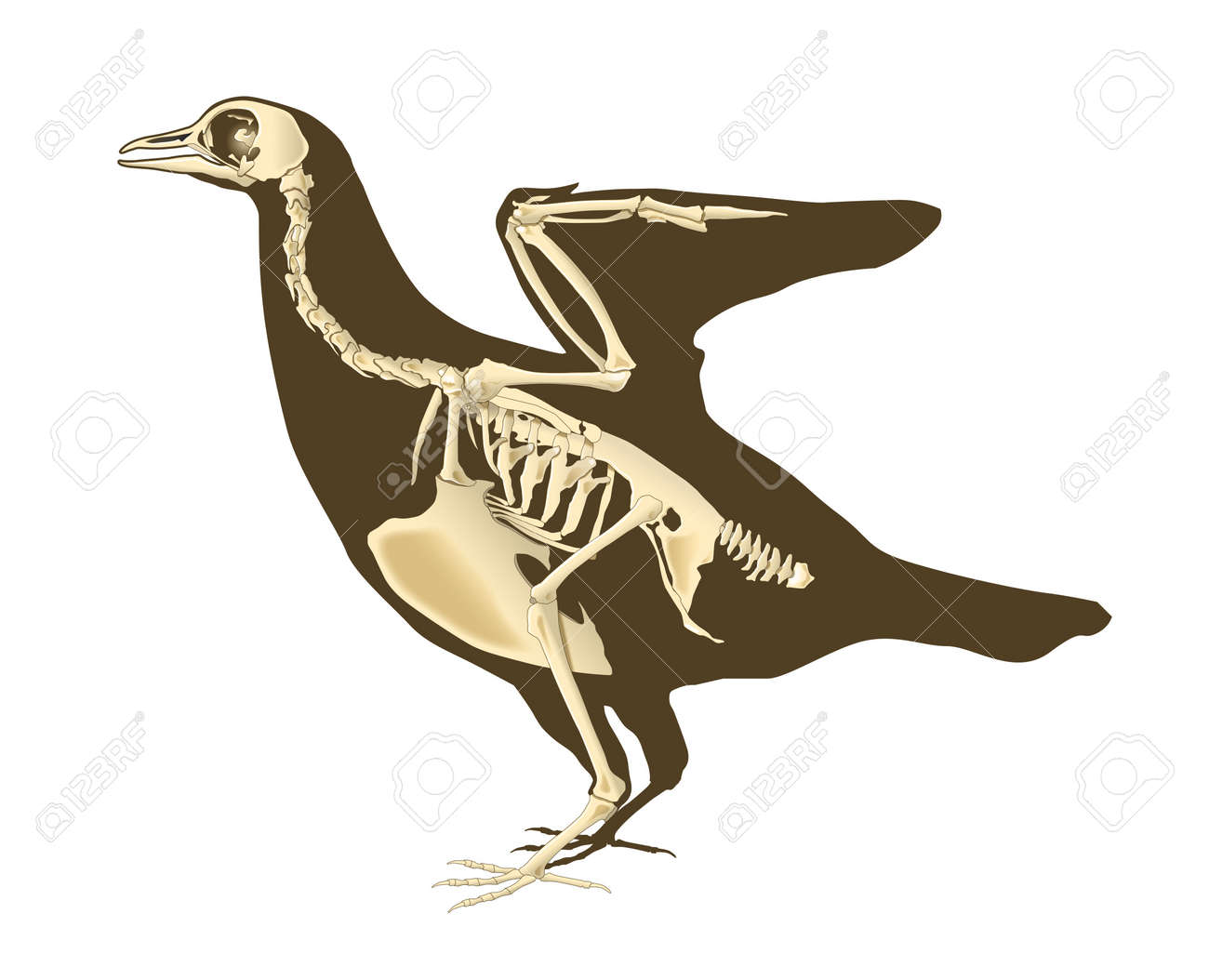 Workbook For Radiation Protection In Medical Radiography In 2021 Medical Radiography Radiography Radiation Protection