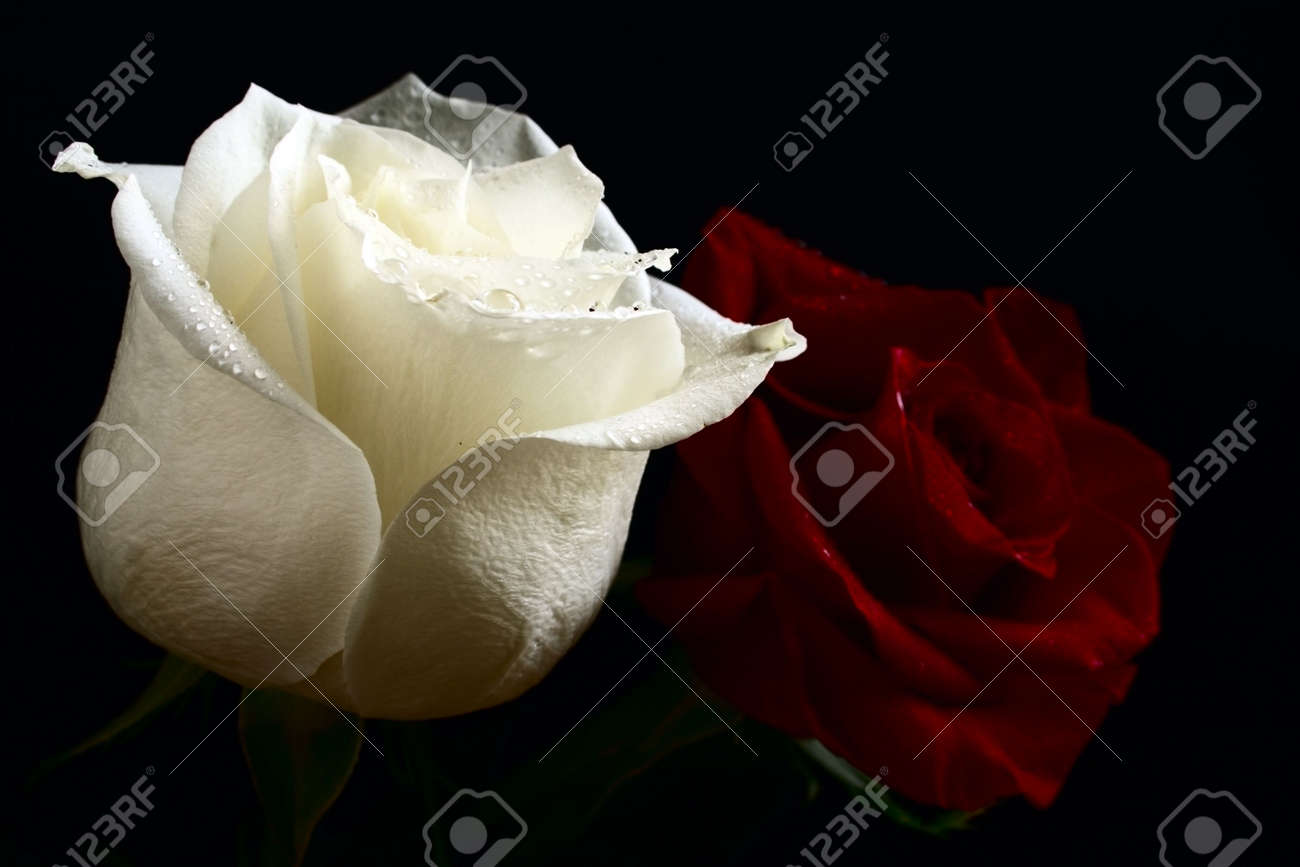 Red Roses With Water Drops With Black Background