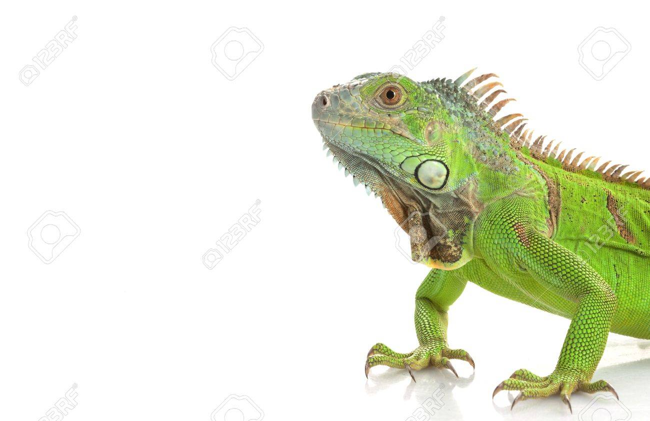 iguana white