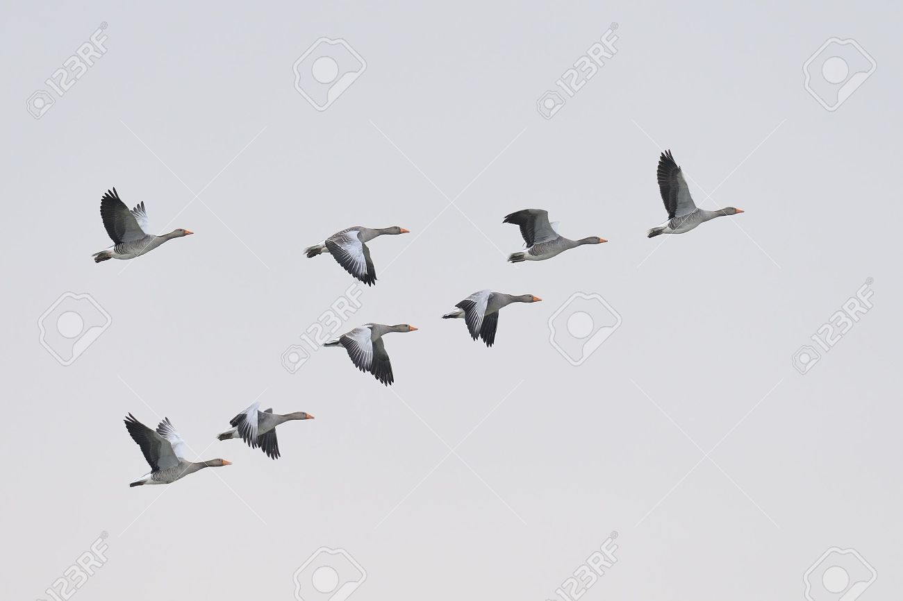 previews.123rf.com/images/anagram1/anagram11302/anagram1130200029/17924965-flock-of-greylag-geese-anser-anser-flying-in-formation.jpg