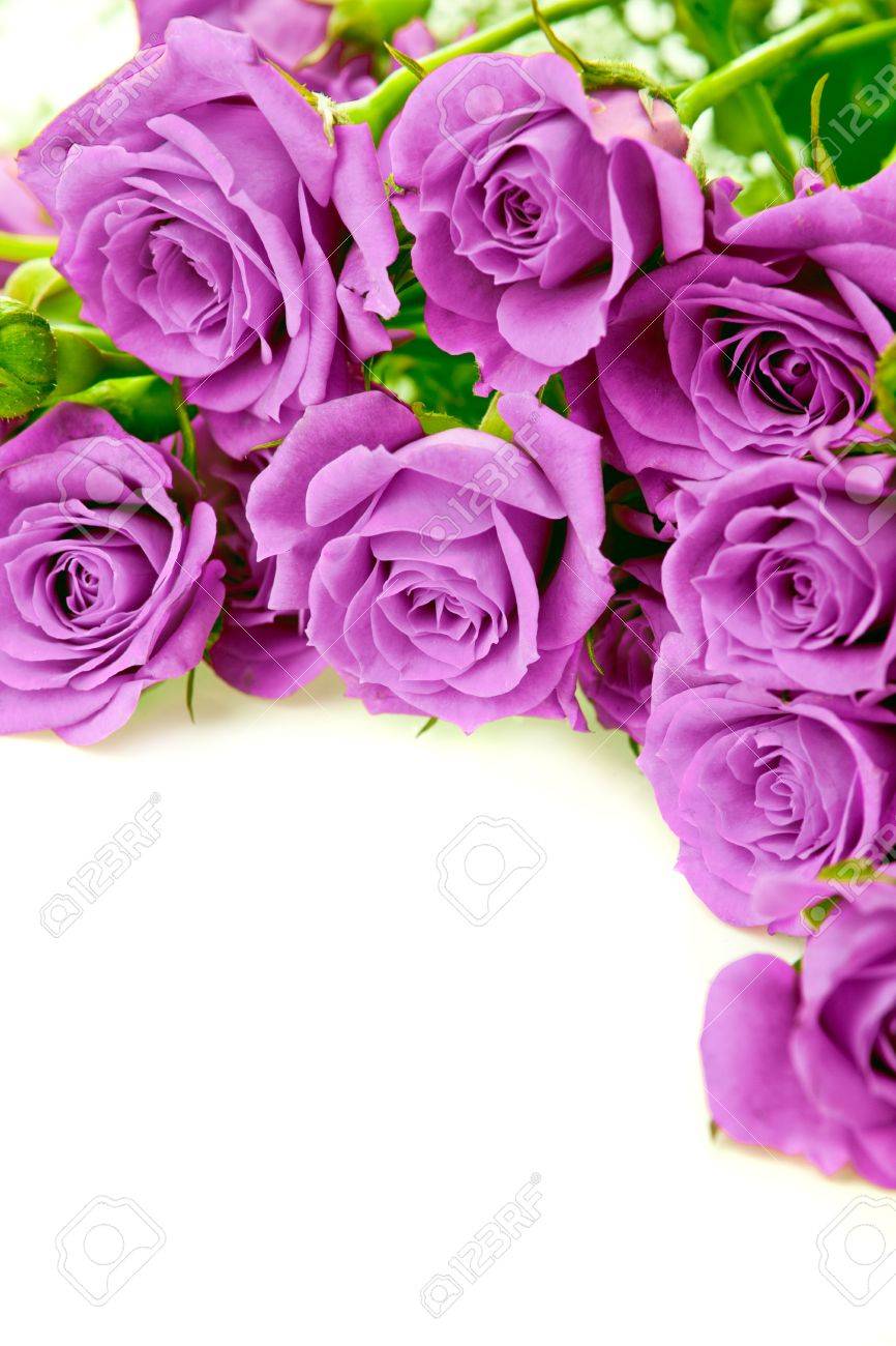 Purple Rose White Background