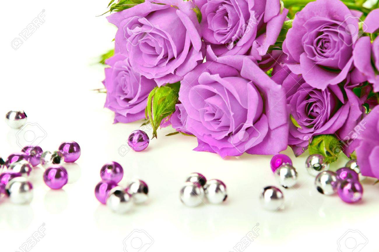 Purple Rose White Background