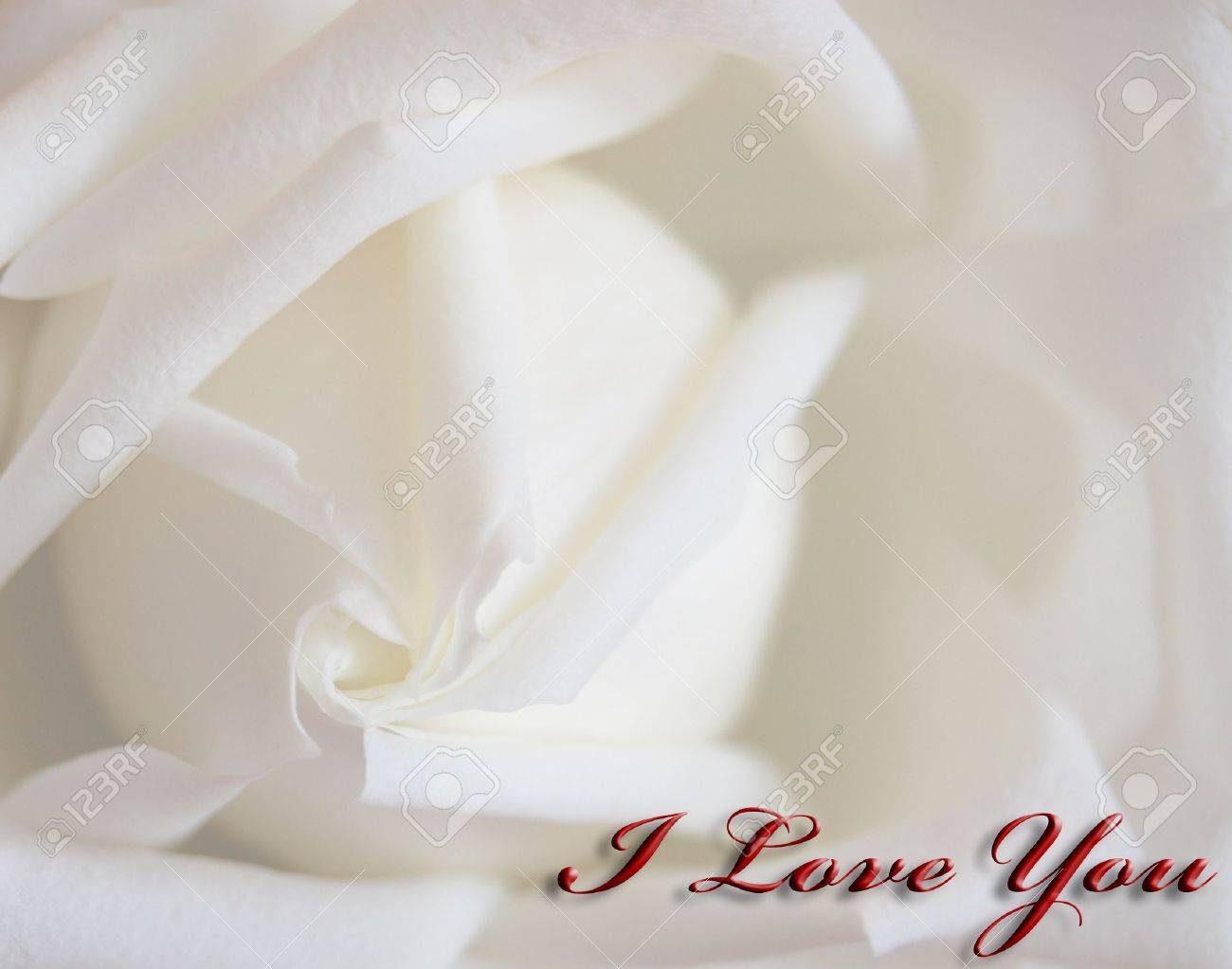 White Rose I Love You