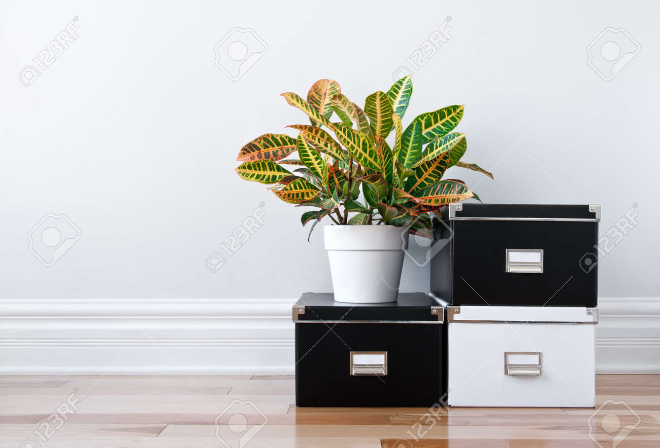 Zwart wit opbergdozen en groene plant in een kamer royalty vrije ...