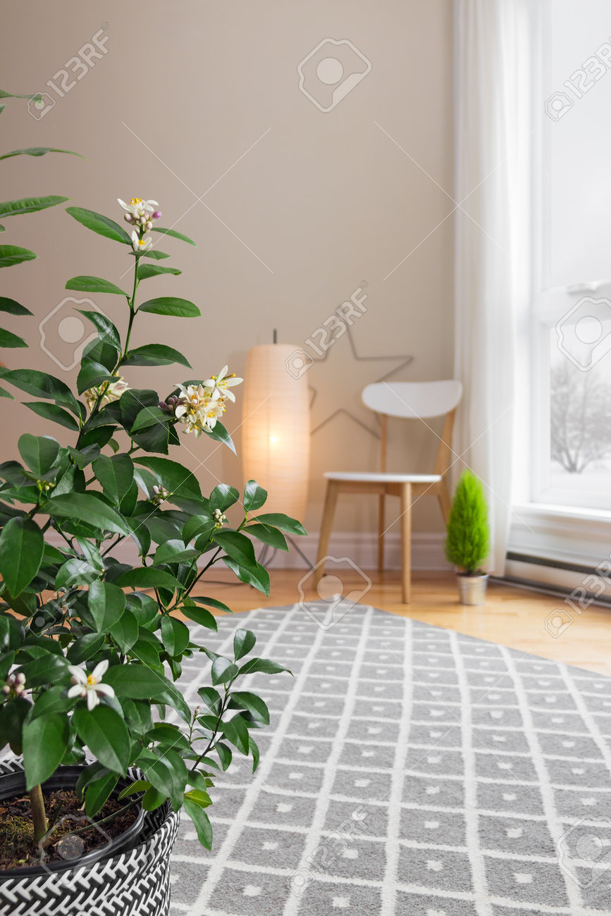 Bloeiende citroen boom in een ruime woonkamer met moderne ...