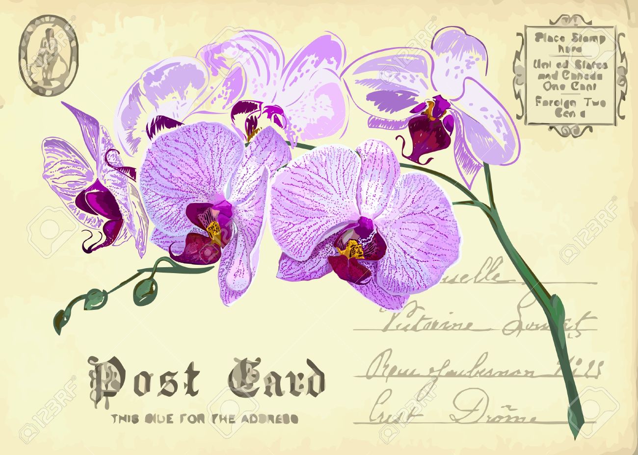 Orchid Drawing Orchid Drawing
