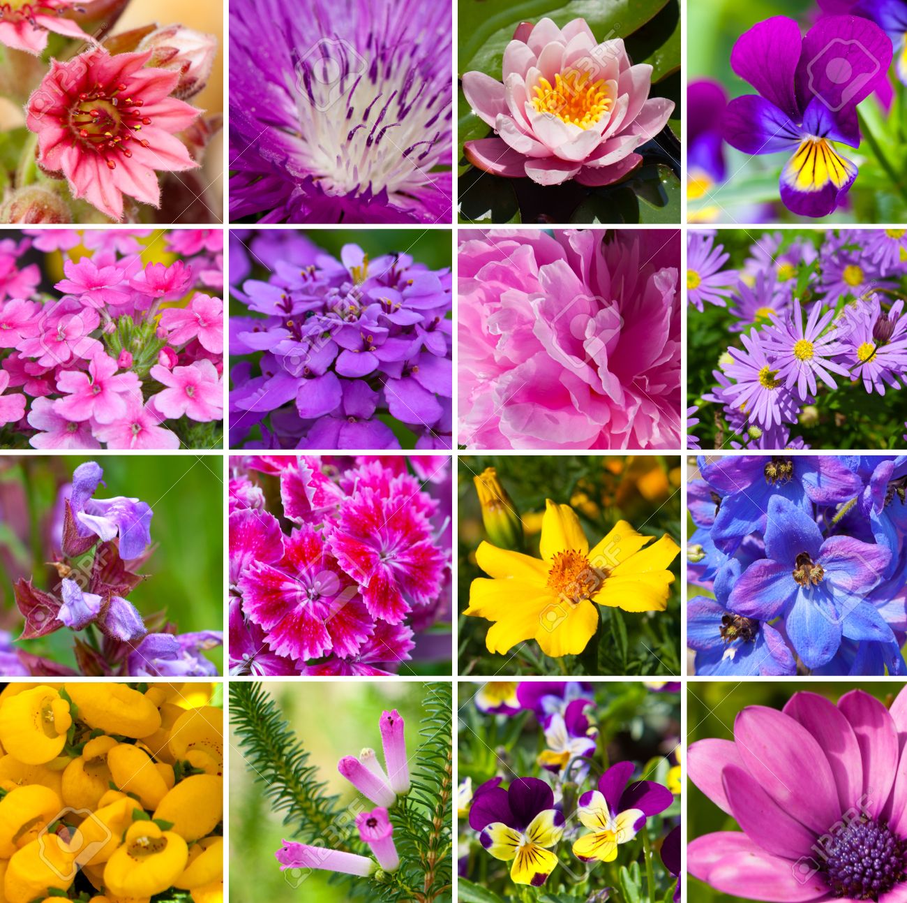 flowers different kinds of flowers