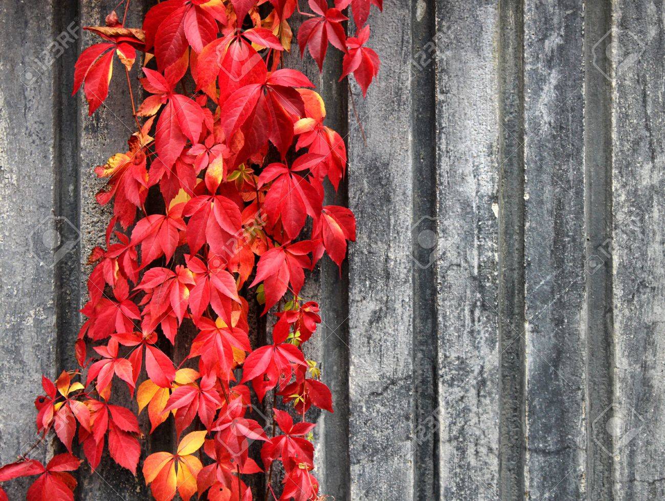 Herfst rode klimplant op een grijze muur achtergrond royalty vrije ... Muur kleur grijs rood
