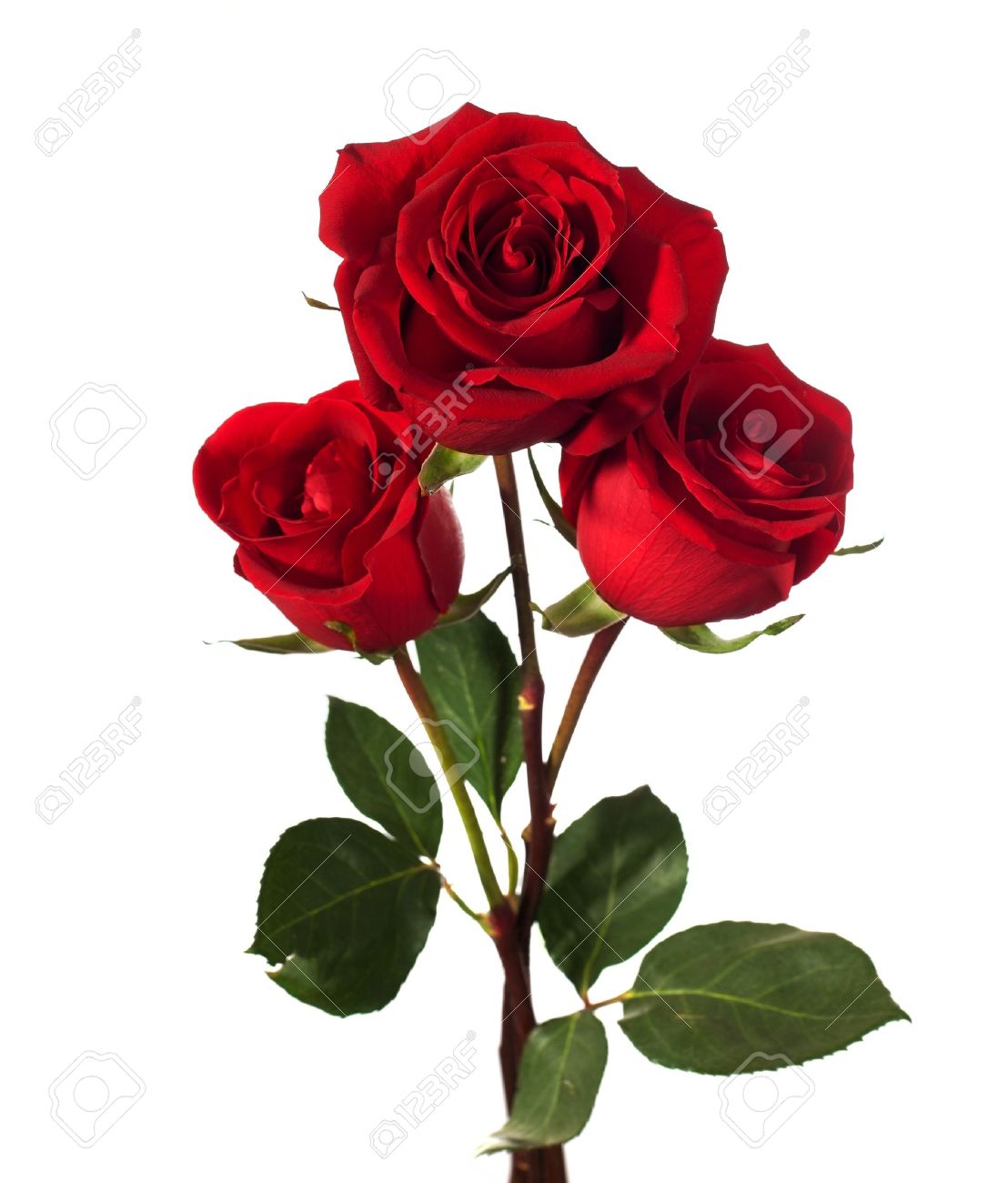 Photo Rose et wallpaper sur Fond Ecran Image