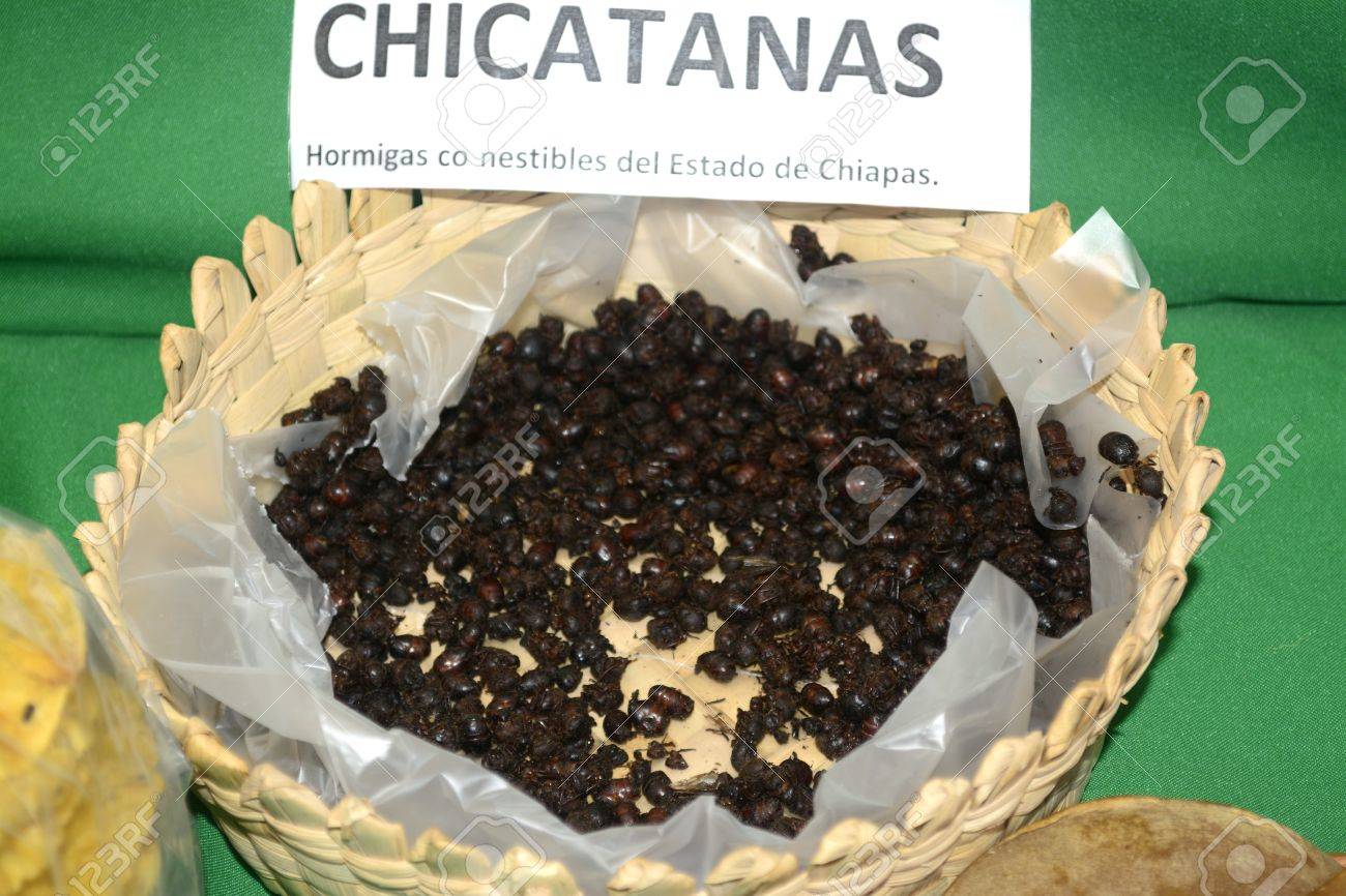 Resultado de imagen para hormigas chicatanas