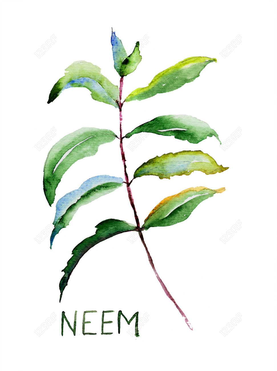 15++ Neem tree drawing picture