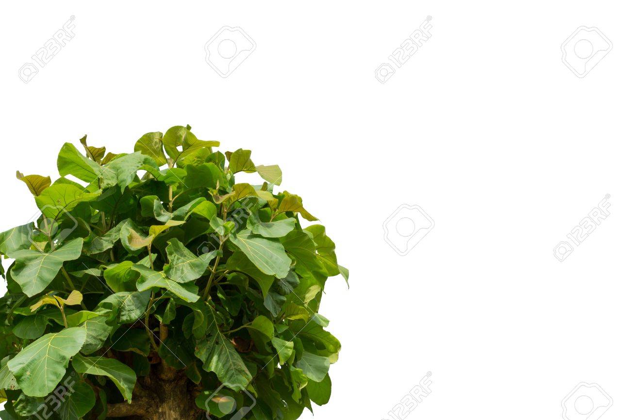 Teakbaum Blatt sdatec.com