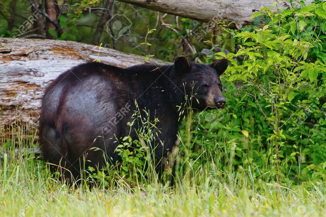 30205081 old bald black bear in a national park stock photo.jpg