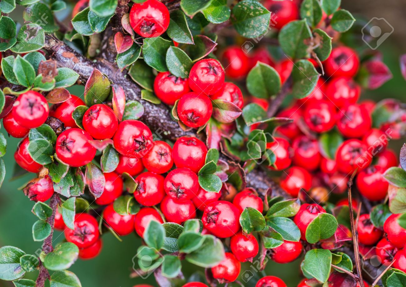 Strauch Rote Beeren Kleine Blätter