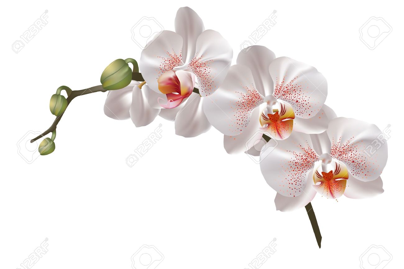 White Orchid Clipart