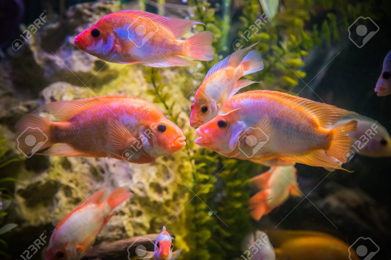 tipi di pesci per acquario d acqua dolce: pesce in dacqua dolce ... - Pesci Per Acquario D Acqua Dolce tipi di pesci per acquario d acqua dolce: pesce in dacqua dolce ... - Pesci Per Acquario D Acqua Dolce