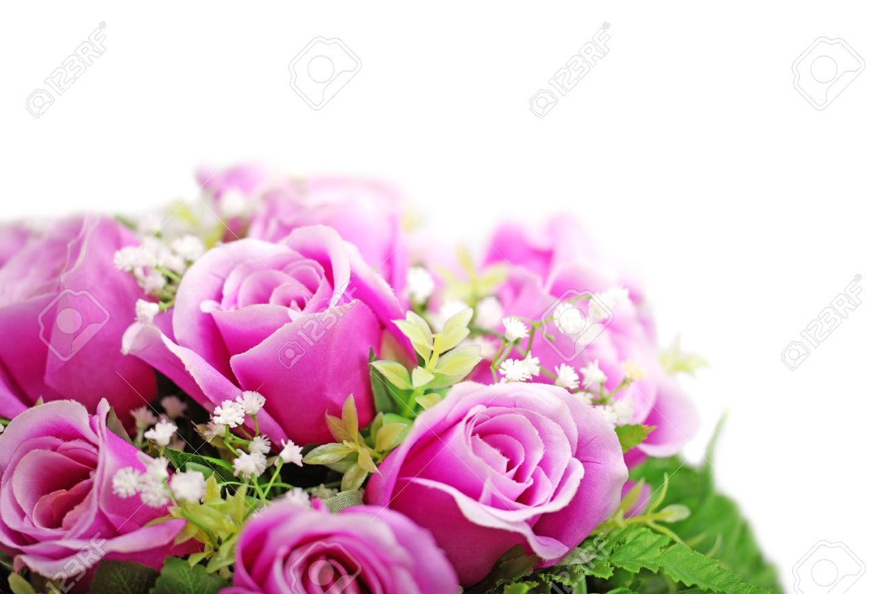 Purple Rose White Background