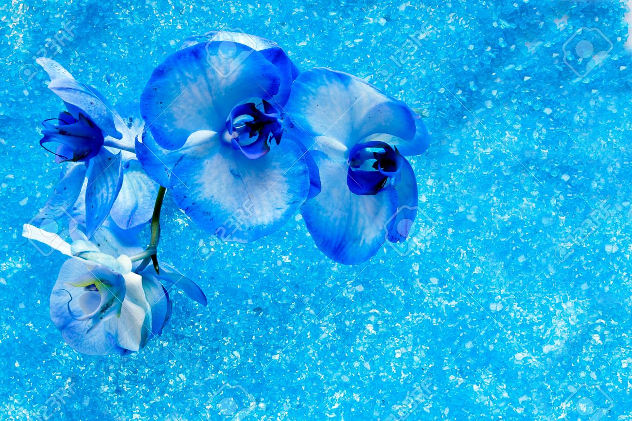 Blue Orchid Background