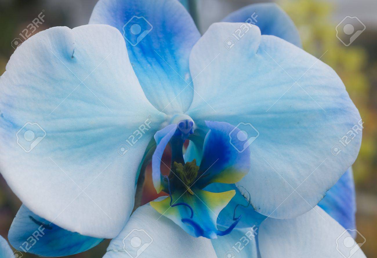 Orchid Phalaenopsis Blue