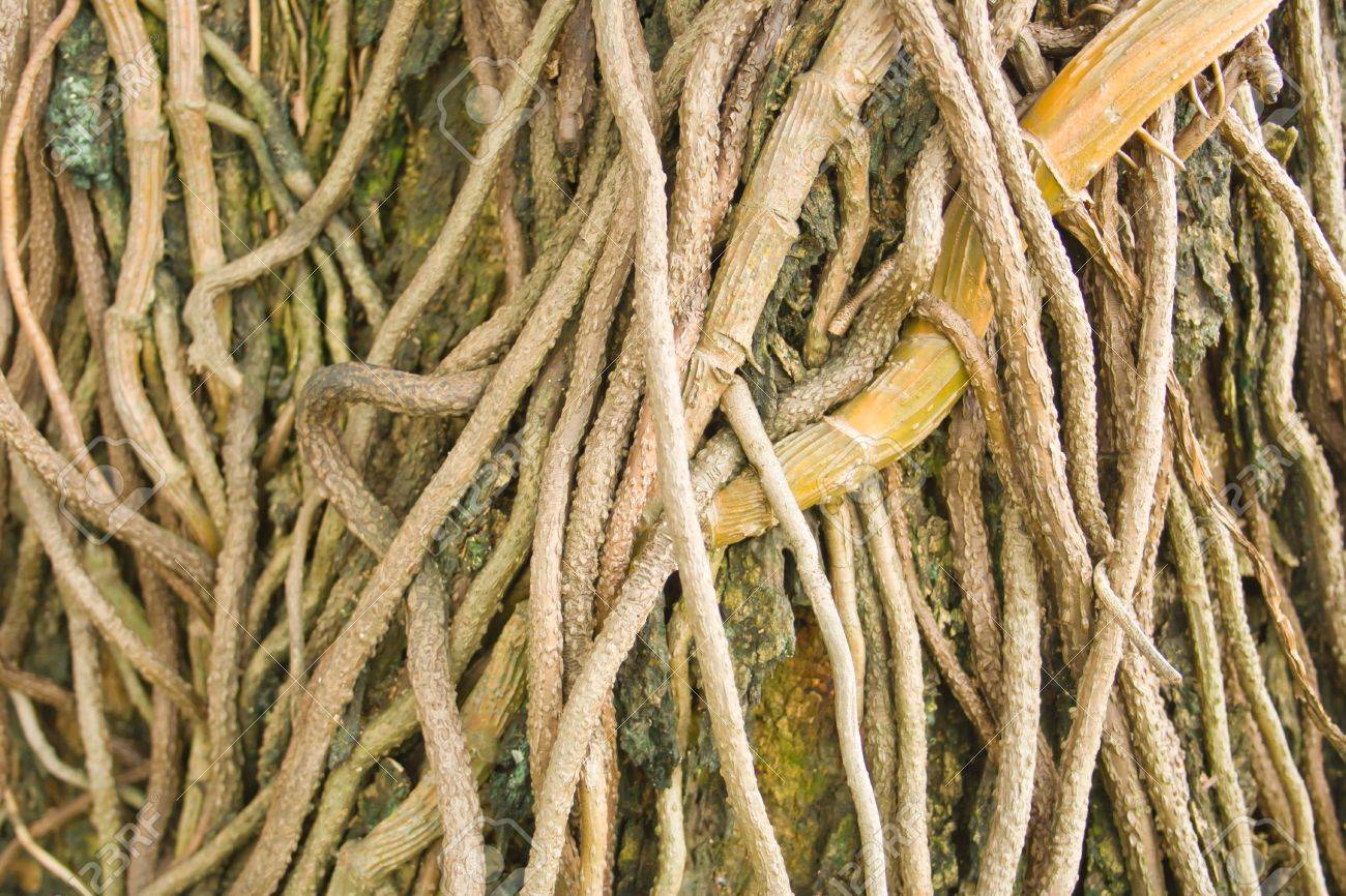 jablon golden delicious start pack golden delicious apple tree seedlings fruit jablon golden delicious start pack golden delicious apple tree seedlings fruit