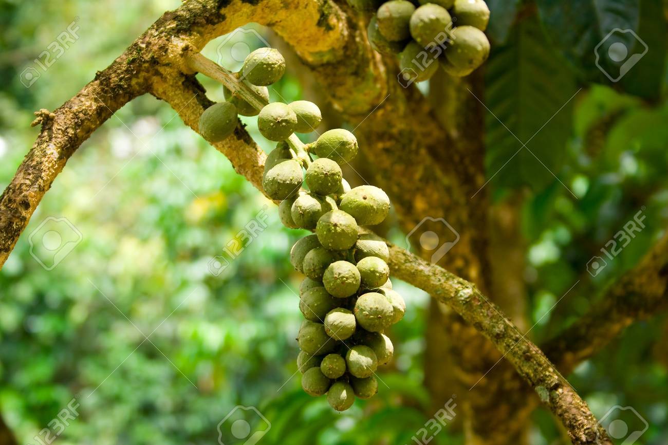 Thailand Wollongong Fruit Is A Fruit That Has A Sweet Taste ...