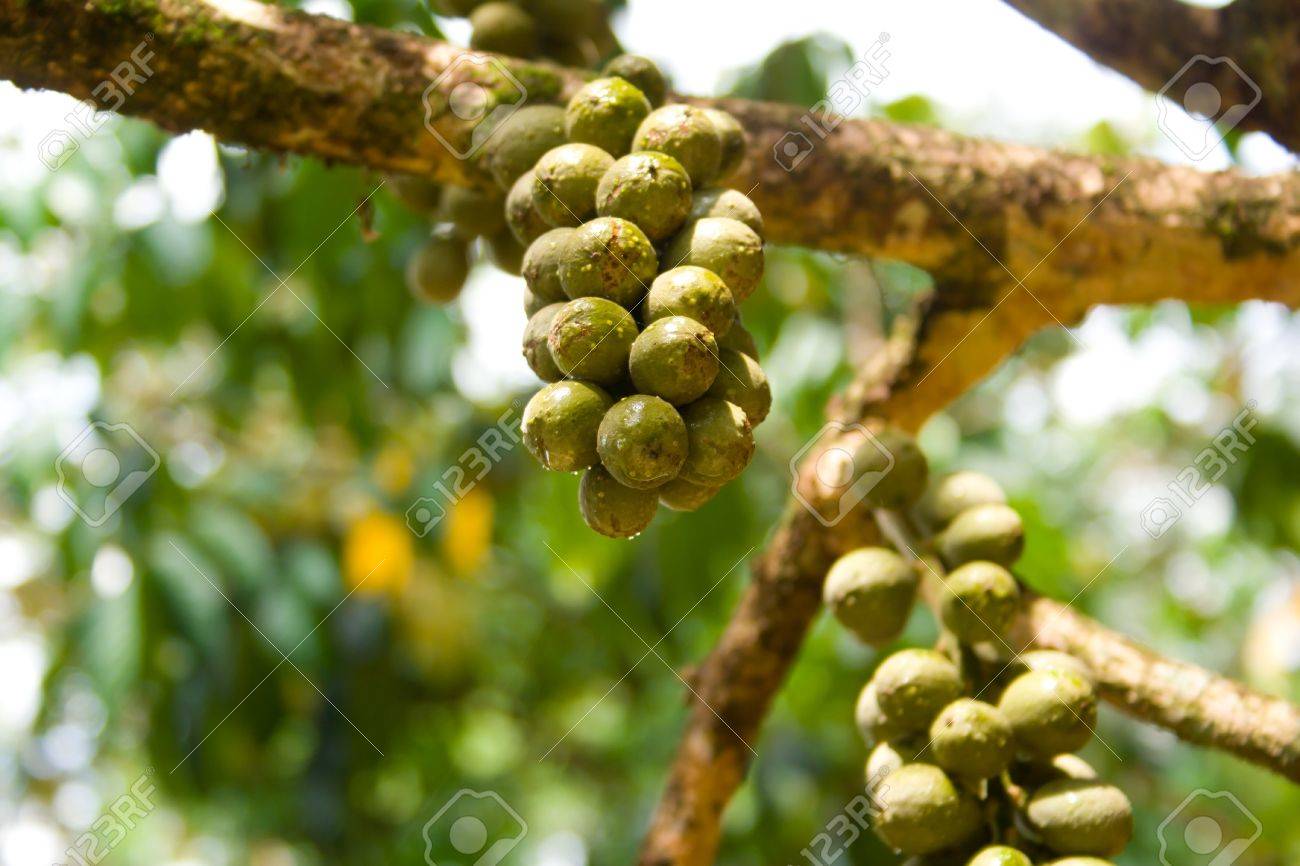 Thailand Wollongong Fruit Is A Fruit That Has A Sweet Taste ...