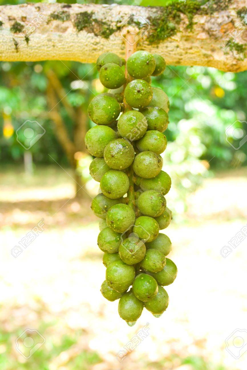 Thailand Wollongong Fruit Is A Fruit That Has A Sweet Taste ...