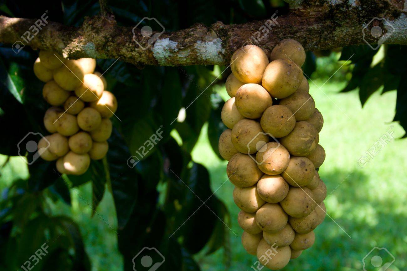 Asian Dub Wollongong Fruit Grown In The Eastern And Southern ...