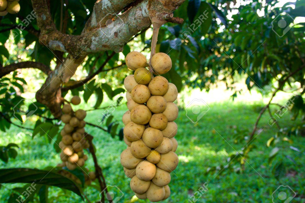 Asian Dub Wollongong Fruit Grown In The Eastern And Southern ...