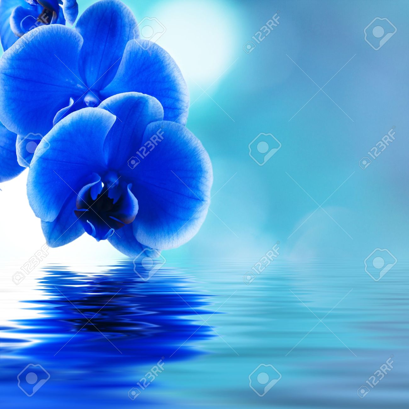 Blue Orchid Background Blue Orchid Background