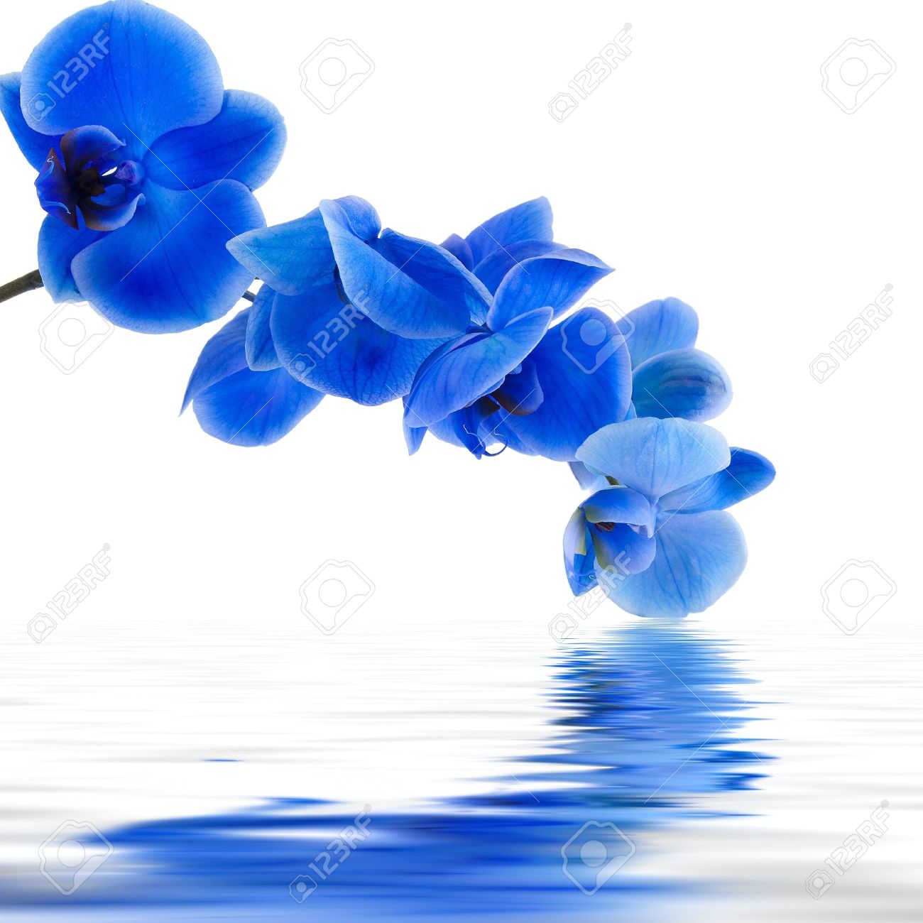 Blue Orchid Vector