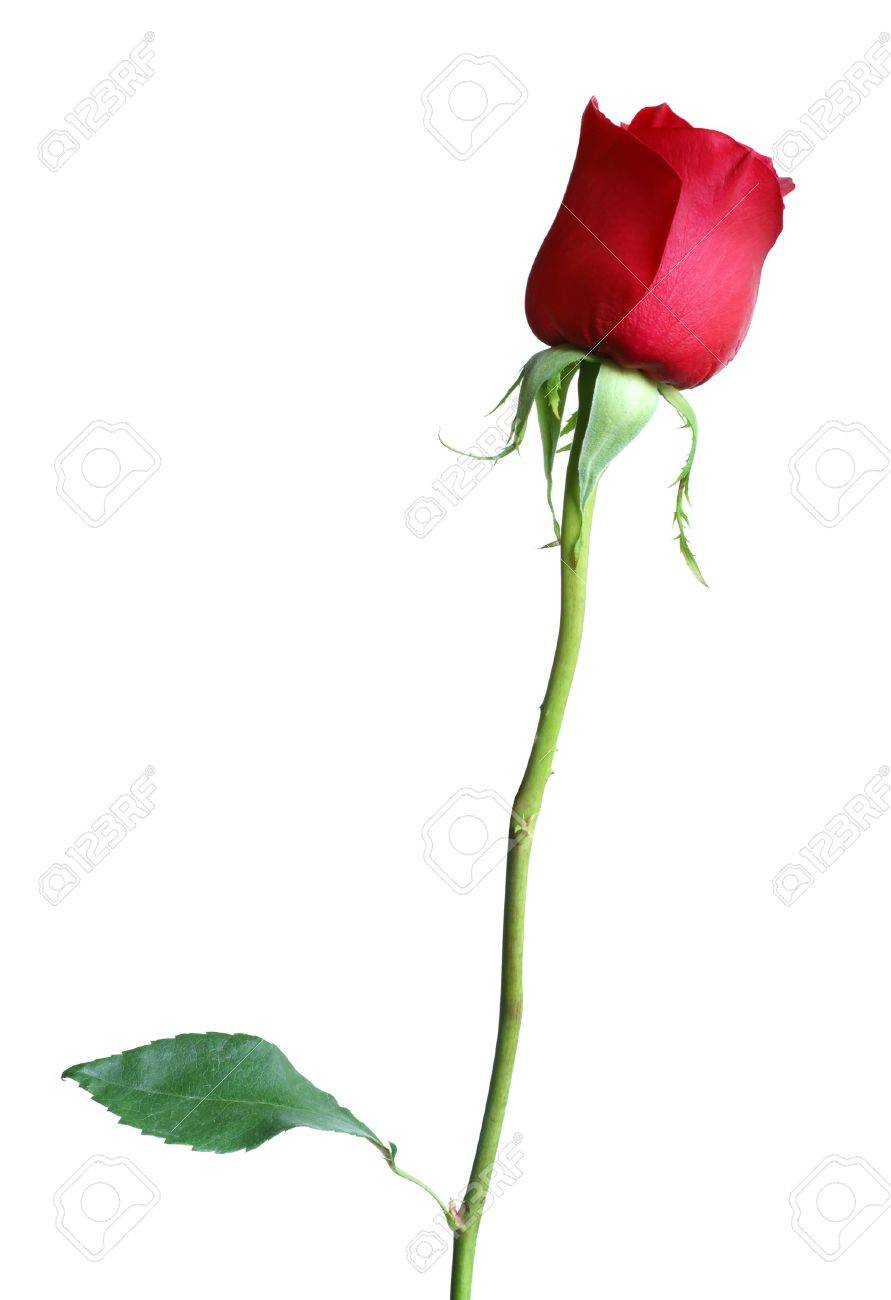 Red Rose With Stem Red Rose With Stem