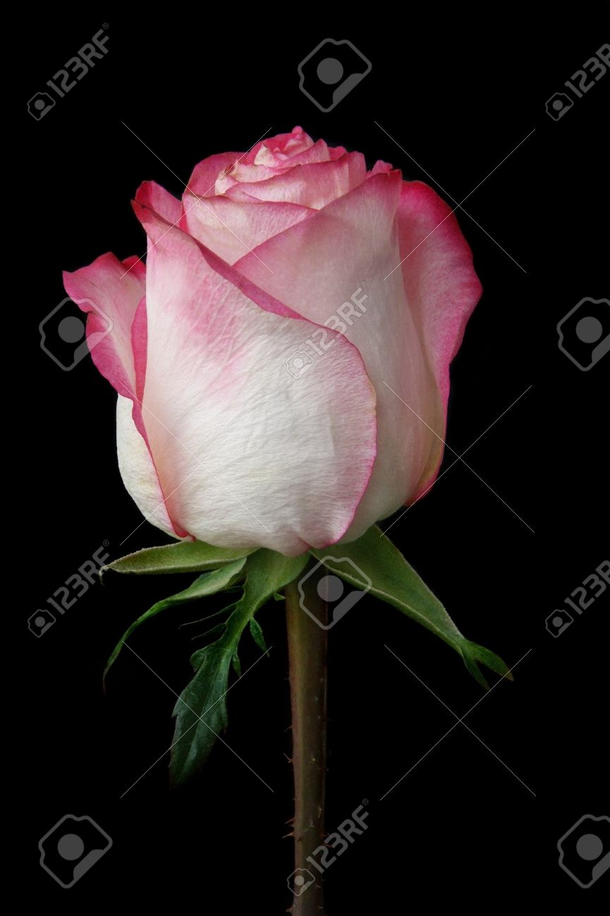 Black And White Pink Rose