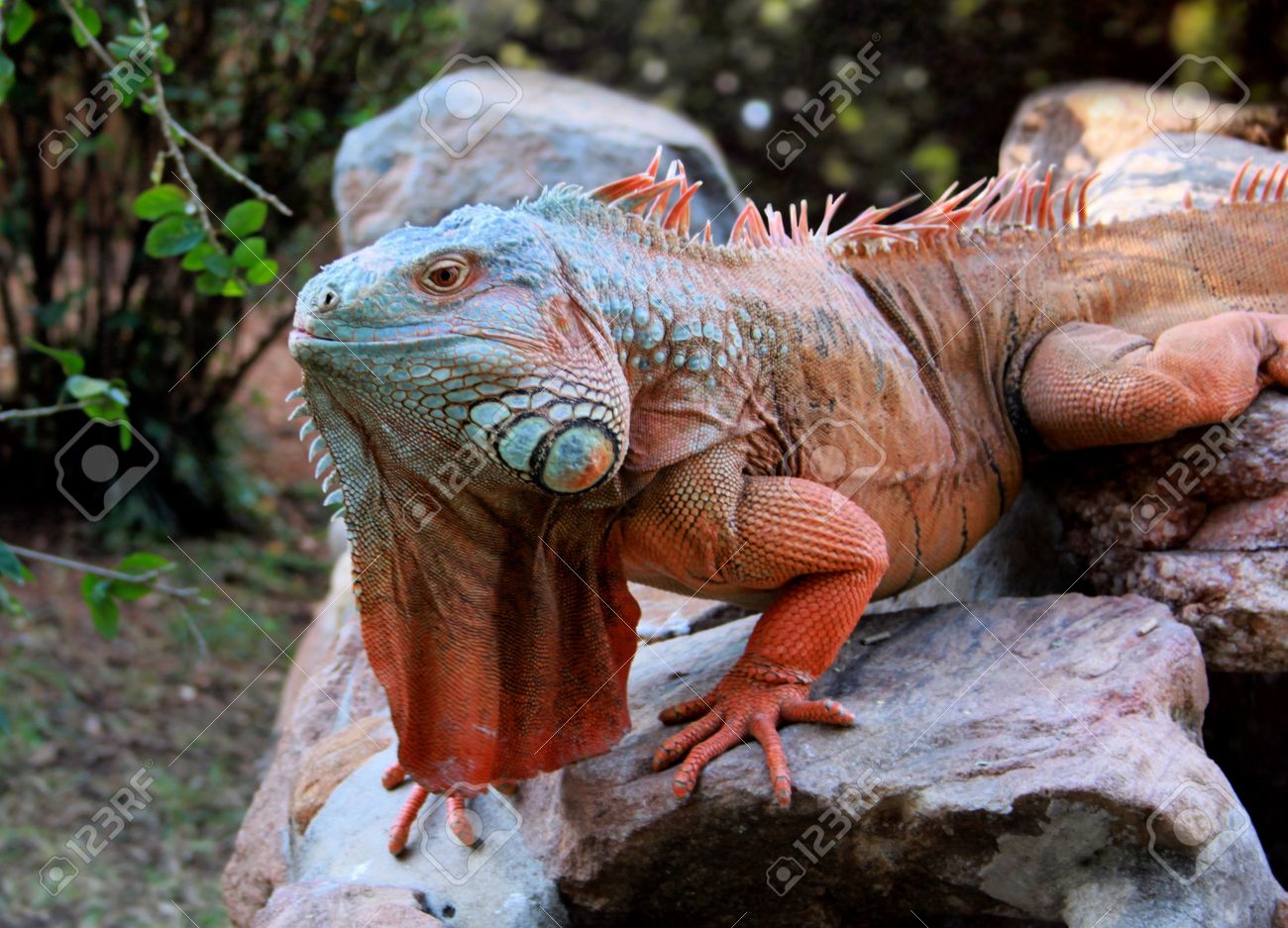 iguana giant iguana giant