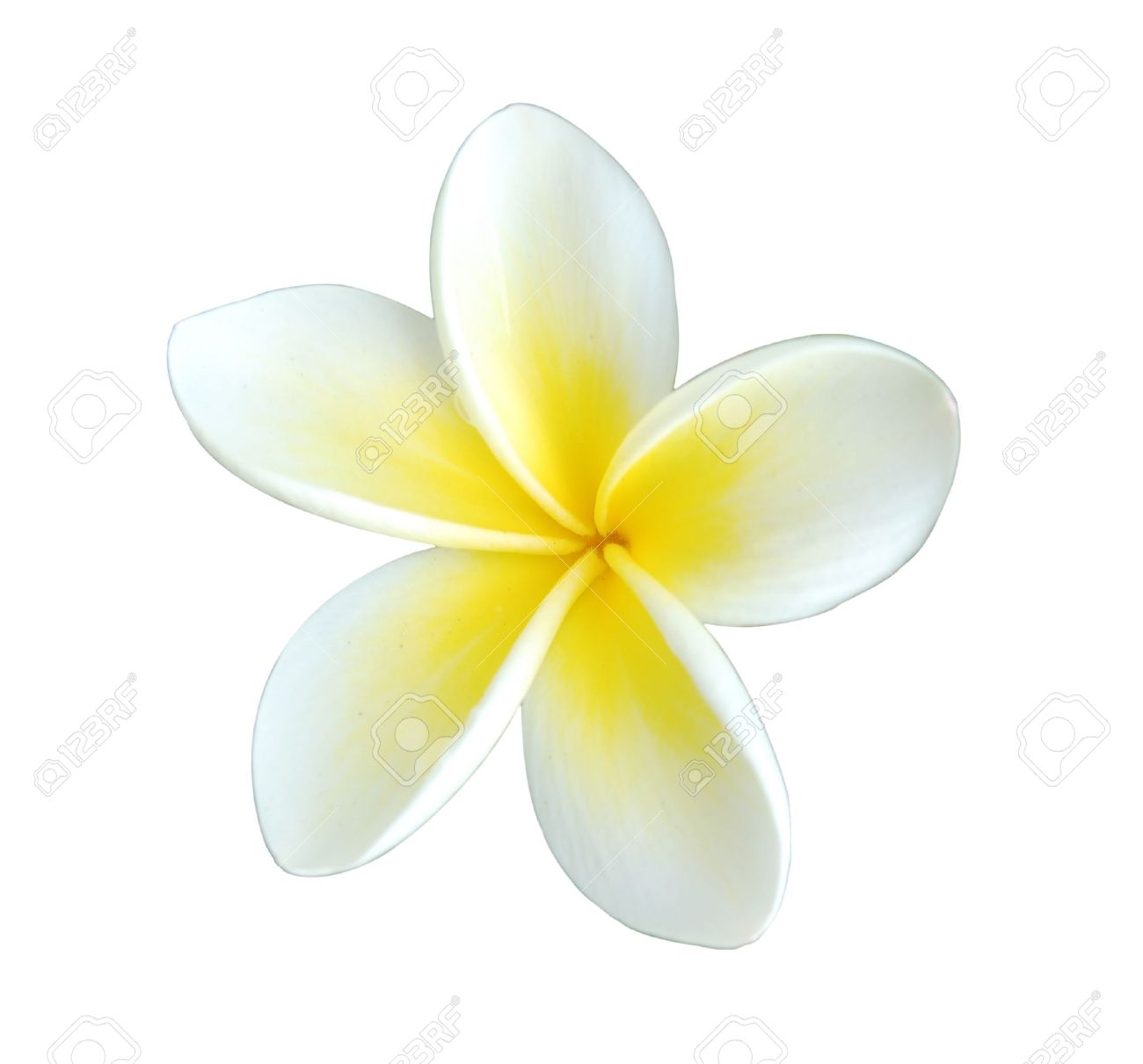 Single Plumeria Vector