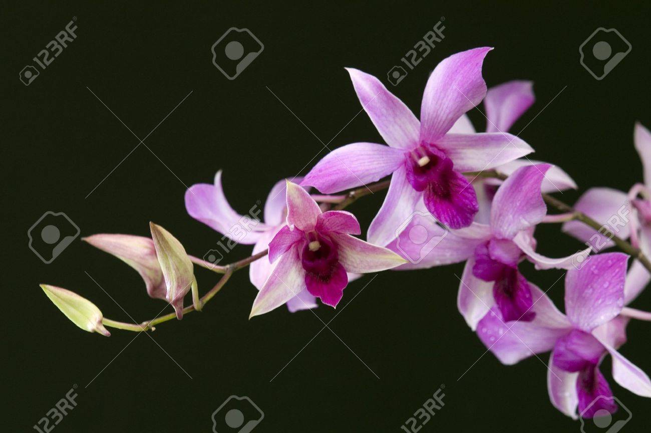 Dendrobium Orchid Dendrobium Orchid