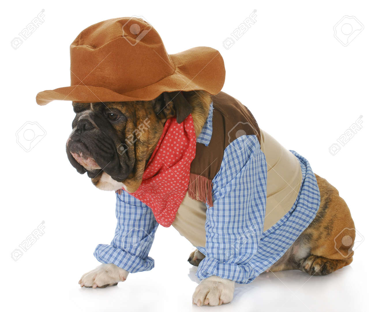 7663866-english-bulldog-wearing-western-