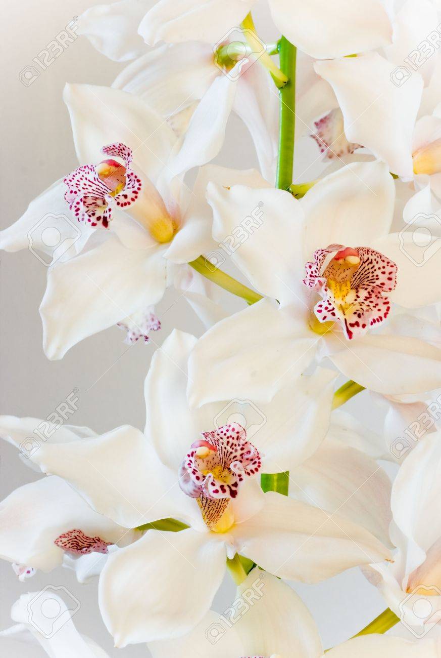 Orchid Cymbidium White Orchid Cymbidium White