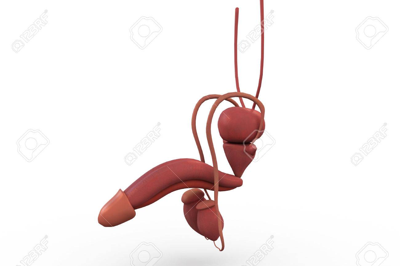 Human penis anatomy